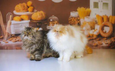 Fox Veterinary Services