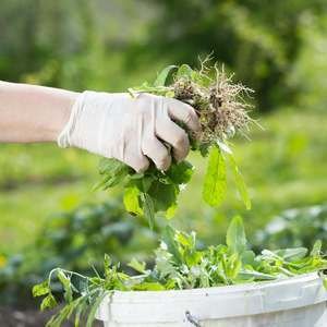 Weed Pro Lawn Care