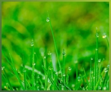 Weed Pro Lawn Care