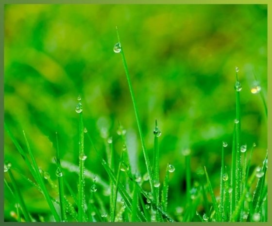 Weed Pro Lawn Care