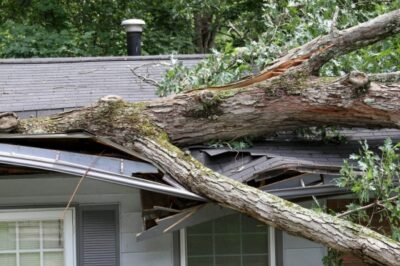 Stumpy's Tree Service